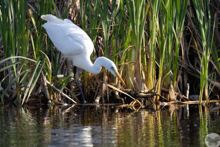 Plein air painting reference images Great white heron